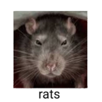 -rats!