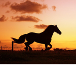 Sunset Stables!
