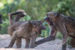 The Fighting Monkeys