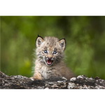 Shinx's cubs