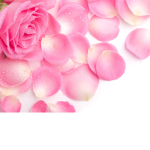 Petal