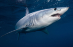 the sharkz group