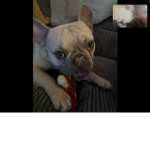 Frenchies my fave dog