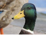 Dom is the best with Ducks.