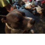 Helmut aka me dog