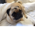 PugsWillRockYou