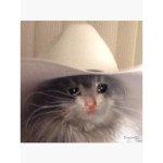 Kitten Cafe Bee