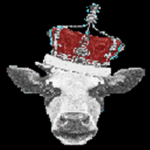 The cows squad