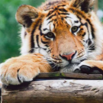 The Tijger INC