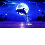 Dolphin Dreams