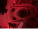 Wh0r3s