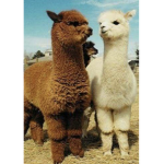 Jillian’s alpaca squad