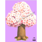 Blossom’s Bloomings