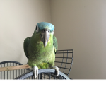 Fluffy my parrot