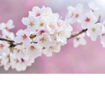Cherry Blossoms Aesthetics