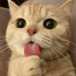 "clotzhe.