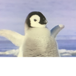 Penguin Pengu gang