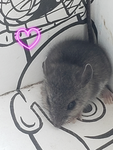 ~Ameliaxo's Hearts~