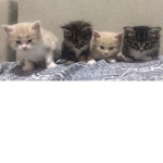 Stormie’s little angels
