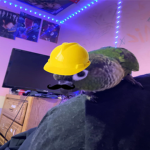 BirbsAreCool