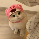 SoftMilkyYT