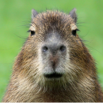 Join Capybara Squad