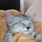 [Cat Fan Group]