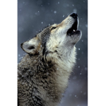 Love wolf