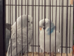 Petsimulaterxboys