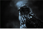 House Black Hawk