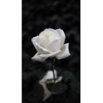 White_Rose_Squad