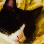 Cat is calm
