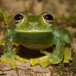 frog town