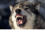 Wolfie Gang!