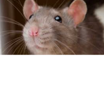 help the rat rat good cat bad