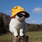 Roblox__gok ce