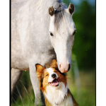 Horse/adopt me/brookhaven