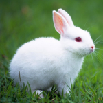 BunnyBurrow | Gakuran