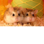 Hamsters_can_play_roblox