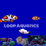 Loop Aquatics