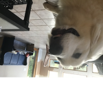 Pop it dog