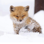 Foxy.Army