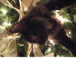 Cat Christmas tree