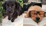 The dog'g team