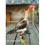 Big Chicken Nation