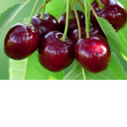 Cherry hang out