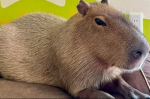 Capybaras Group Official