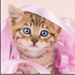 Fun time with cats :)