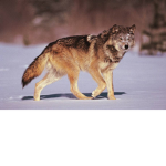 Max the Pack!