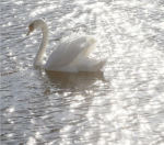 angel whispers
